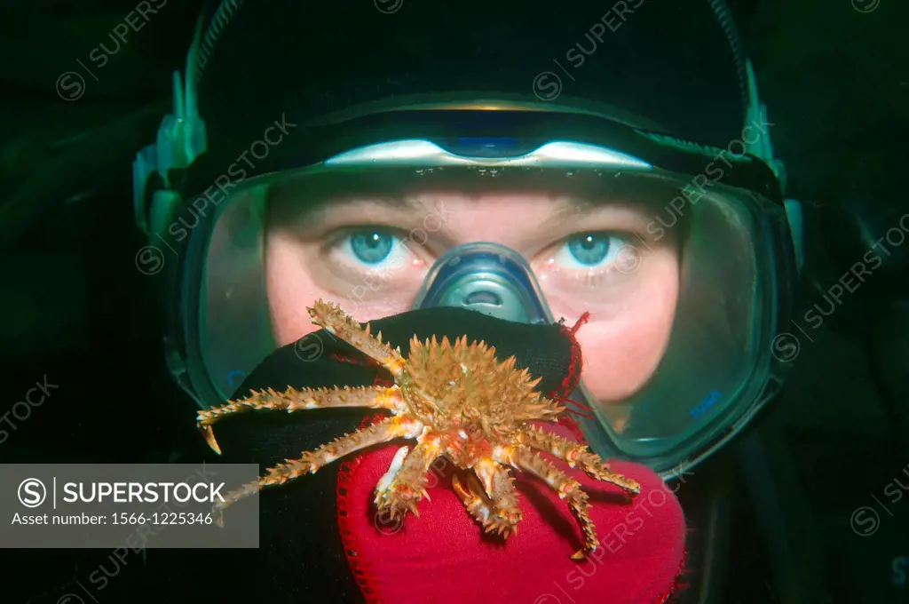 Red King Crab Paralithodes camtschaticus, Arctic, Russia, Barents sea