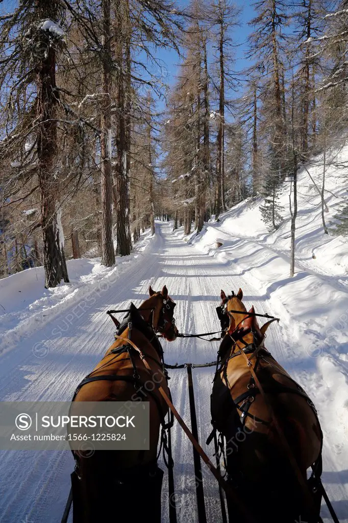 Switzerland, The Graubunden canton, Sils Maria village, Gian Coretti two horses carriage barouche