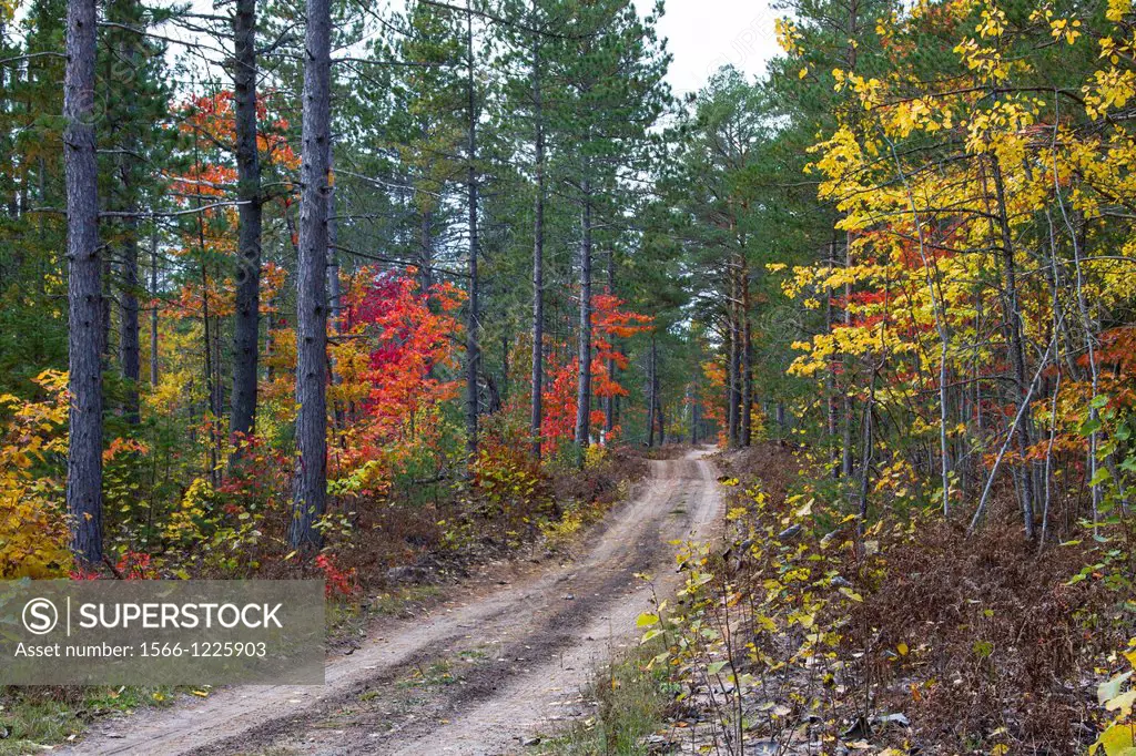 A road with fall foliage color through the deciduous forest of the Uppper Penninsula of Michigan, USA