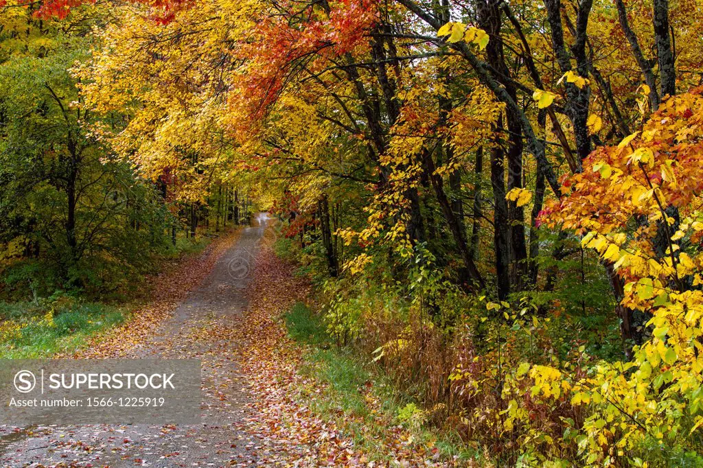 A road with fall foliage color through the deciduous forest of the Uppper Penninsula of Michigan, USA