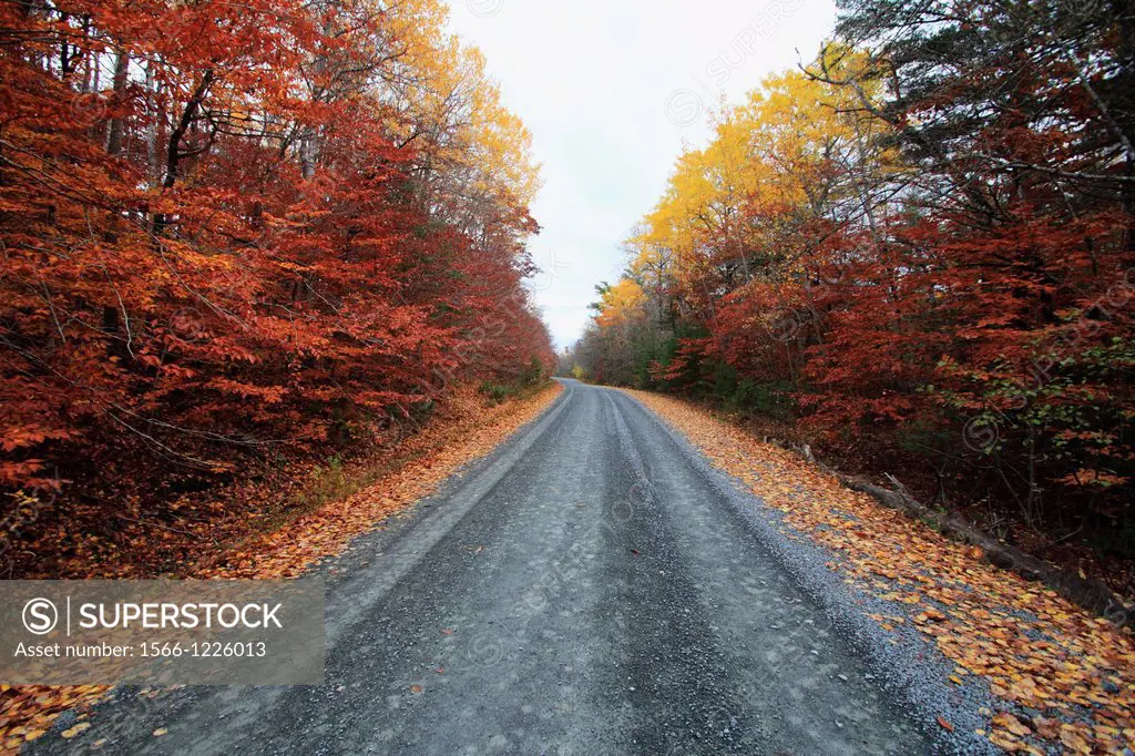a country road in autumn in nova scotia canada