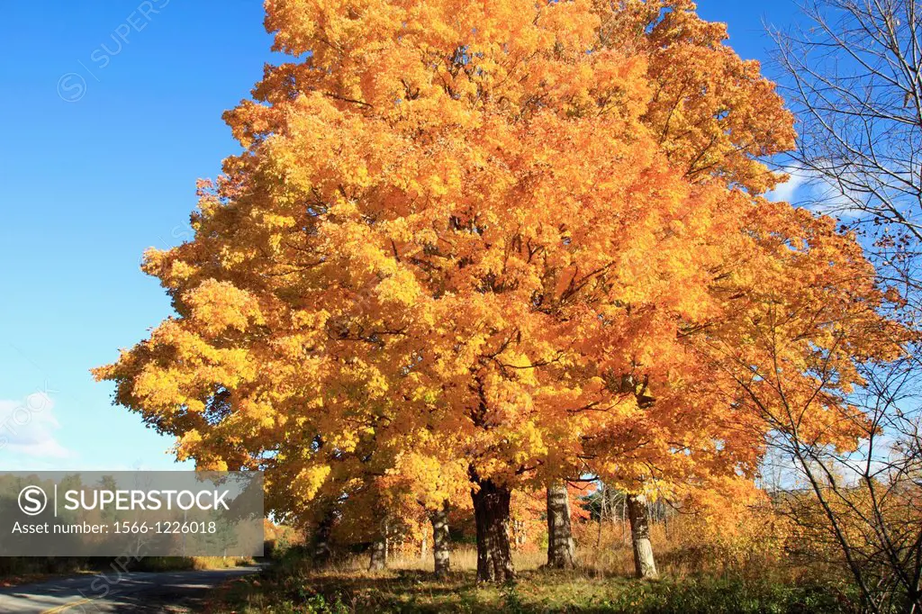 Acer saccharum sugar maple is a species of maple native to the hardwood forests of northeastern North America, from Nova Scotia west to southern Ontar...