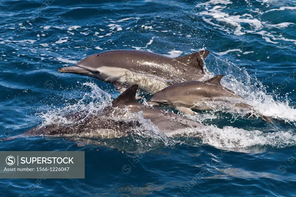 Long-beaked common dolphin adults with calf Delphinus capensis encountered off Isla San Esteban in the Gulf of California Sea of Cortez, Baja Californ...