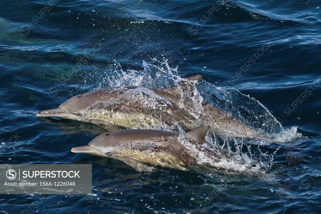 Long-beaked common dolphin mother with calf Delphinus capensis encountered off Isla San Esteban in the Gulf of California Sea of Cortez, Baja Californ...