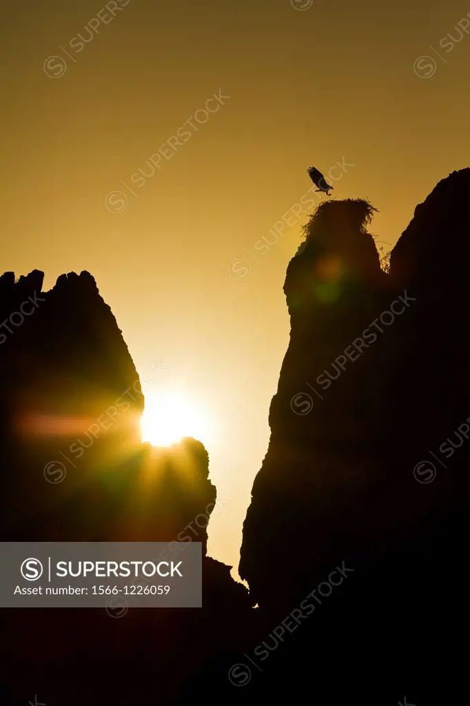 Adult osprey Pandion haliaetus returning to nest at sunset in the Gulf of California Sea of Cortez Baja California Sur, Mexico