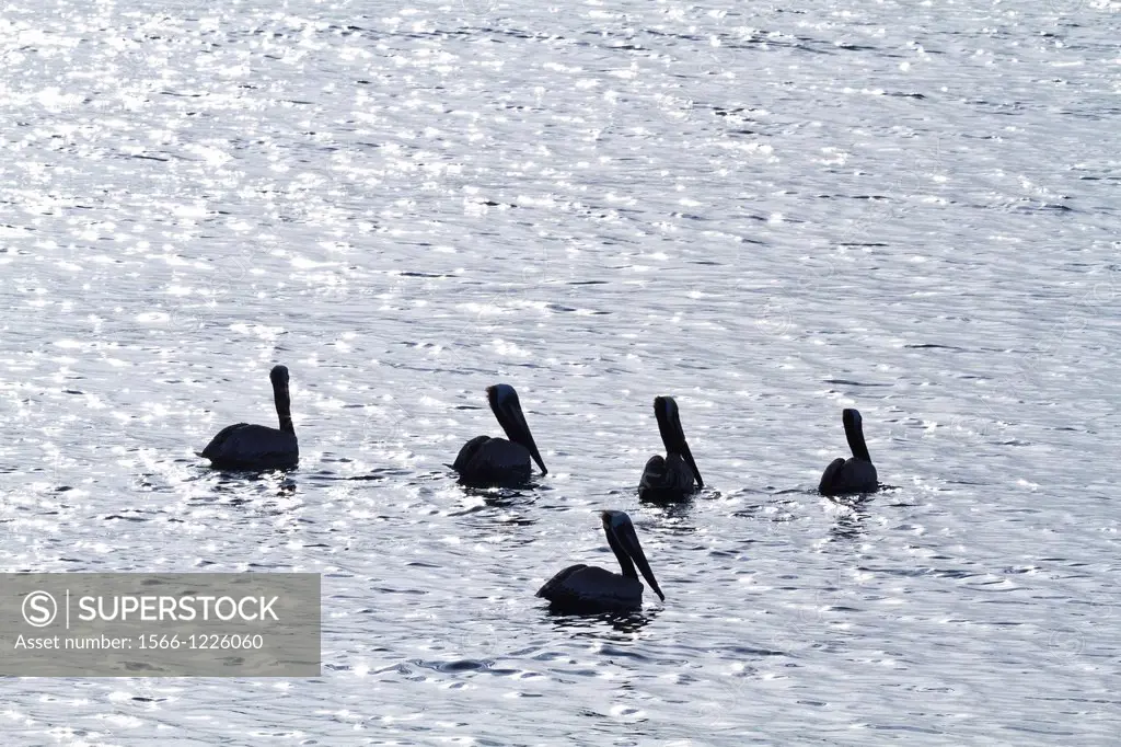 Brown pelicans Pelecanus occidentalis in the Gulf of California Sea of Cortez, Baja California, Mexico