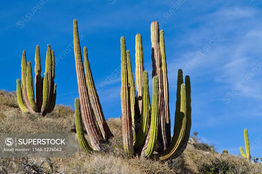 Giant cardon cactus Pachycereus pringlei on Isla Catalina in the Gulf of California Sea of Cortez, Baja California Sur, Mexico