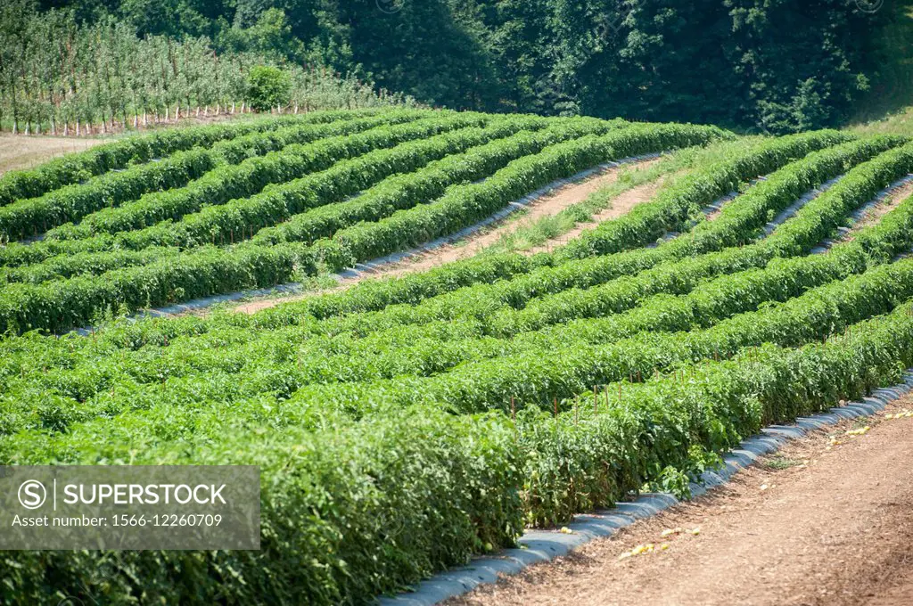 Tomato crops in Westminster, Maryland, USA.