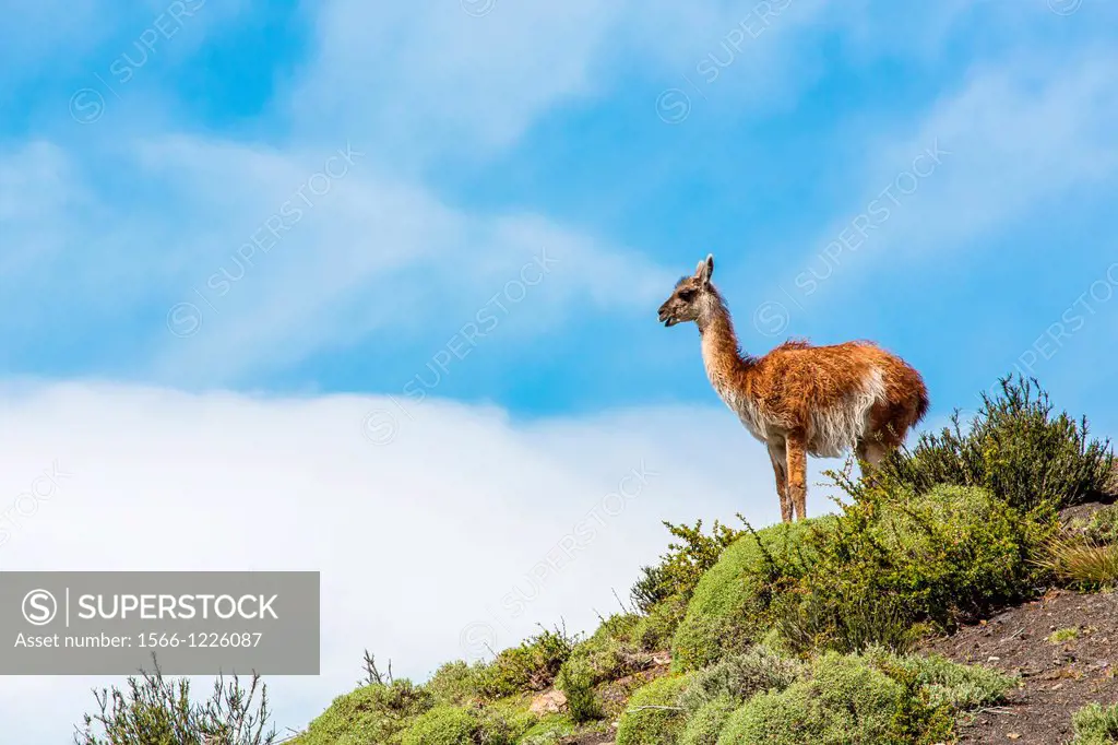 Adult guanaco, Lama guanicoe, Torres del Paine National Park, Patagonia, ChileStaff aboard the Lindblad Expeditions ship National Geographic Explorer ...