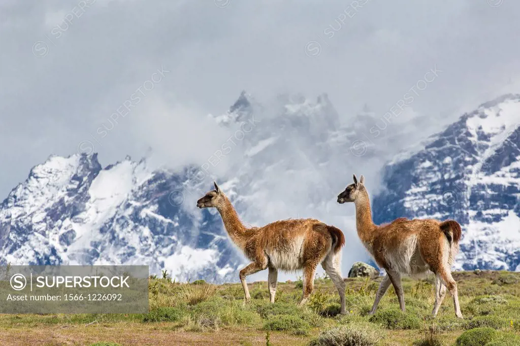 Adult guanaco Lama guanicoe in Torres del Paine National Park, Patagonia, Chile