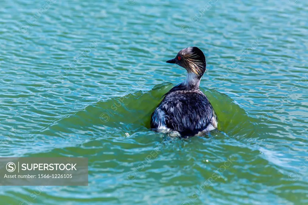 Adult silvery grebe, Podiceps occipitalis, Puerto Madryn, Patagonia, ArgentinaStaff aboard the Lindblad Expeditions ship National Geographic Explorer ...