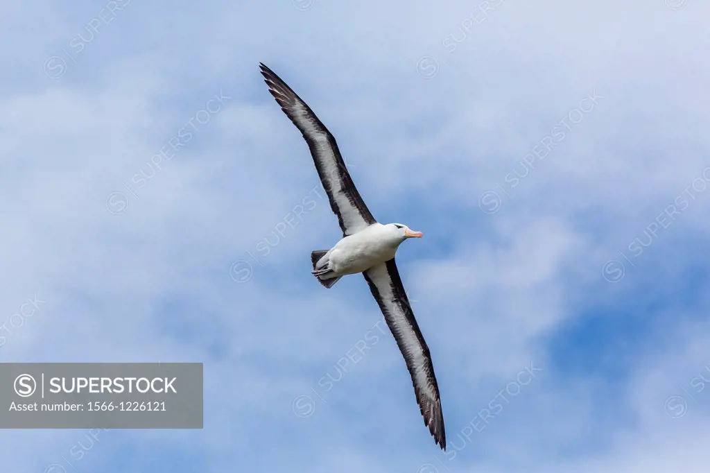 Adult black-browed Albatross Thalassarche melanophrys on the wing in the Wildlife Conservation Society Preserve of Karukinka, Strait of Magellan, Chil...