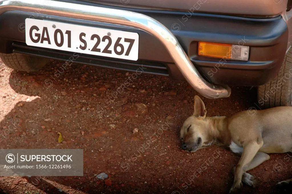 Old Goa, Goa, India: a stray dog sleeping under a car wheel