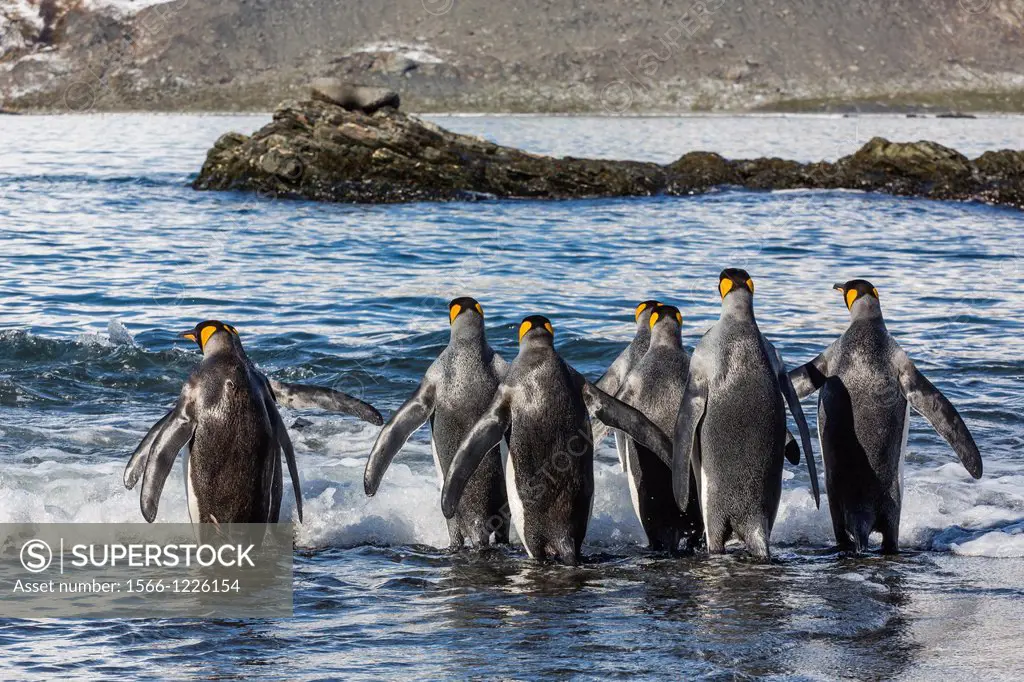 Adult king penguins Aptenodytes patagonicus returning to the sea from the nesting and breeding colony at Gold Harbour, on South Georgia Island, South ...
