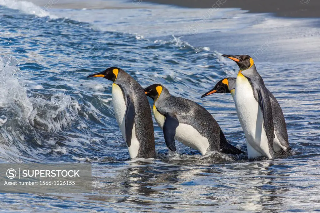 Adult king penguins Aptenodytes patagonicus returning to the sea from the nesting and breeding colony at Gold Harbour, on South Georgia Island, South ...
