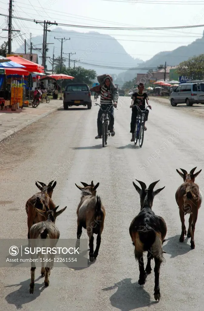 Vang Vieng Laos: goats along the main road