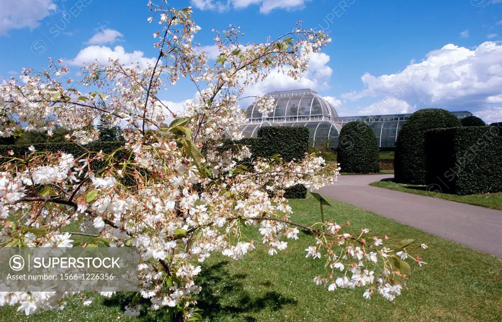 UNITED KINGDOM LONDON KEW GARDENS AT SPRING BLOSSOMING TREE AT FORE AND CONSERVATORY AT BACK