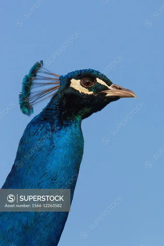 Portrait of a male peacock, Pavo cristatus, Germany.