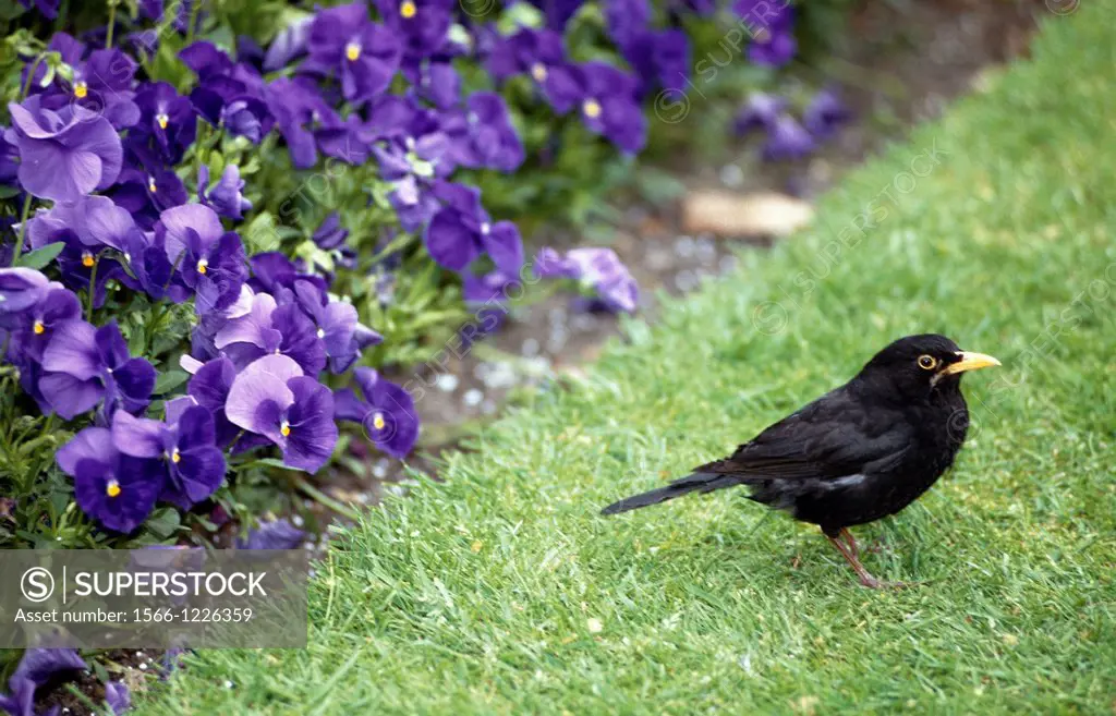 UNITED KINGDOM LONDON HYDE PARK AT SPRING BLUE PANSY BED AND BLACKBIRD SEEKING FOR WORMS IN THE LAWN