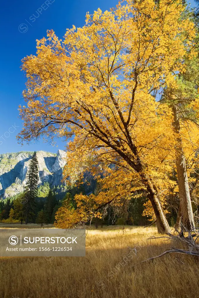 Yosemite Valley, Yosemite National Park, California, USA, El Capitan Meadow, black oak Quercus kelloggii and ponderosa pines Pinus ponderosa, granite ...