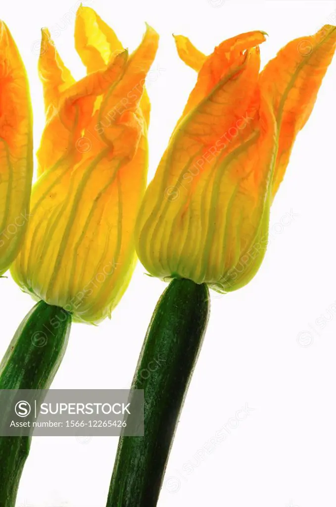 Zucchini flowers, Courgette blooms, Pumpkin flower