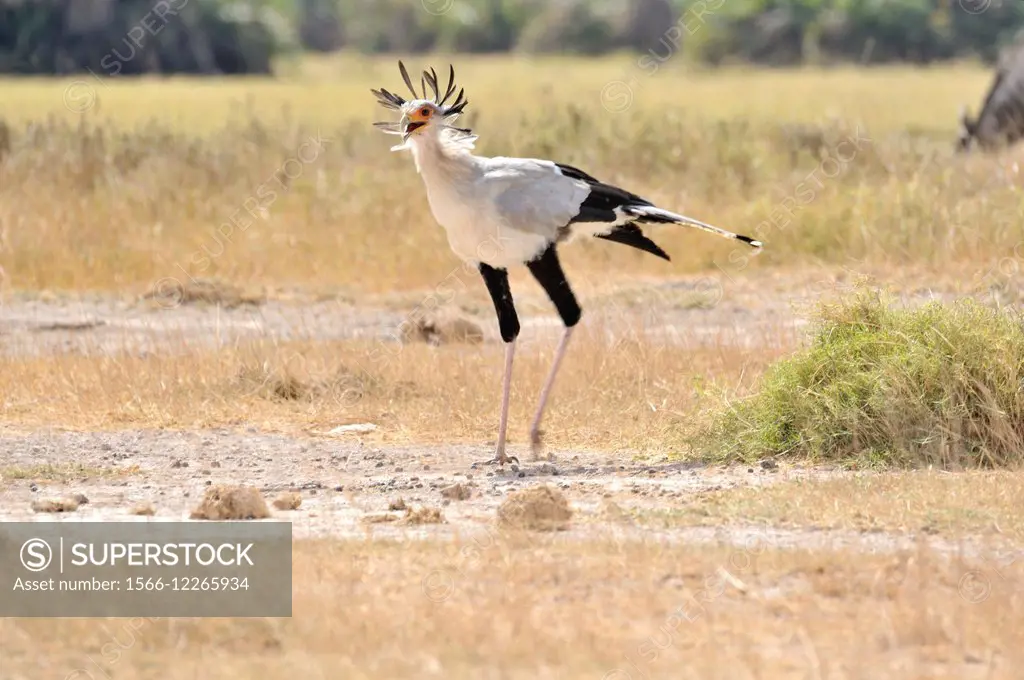 Secretary Bird, Sagittarius serpentarius, in Amboseli, Kenya.