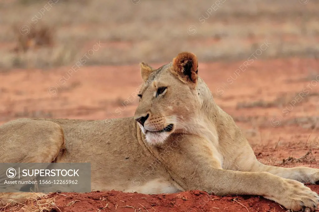Lion, Panthera leo, relaxed on red soil of Tsavo East National Park, Kenya.