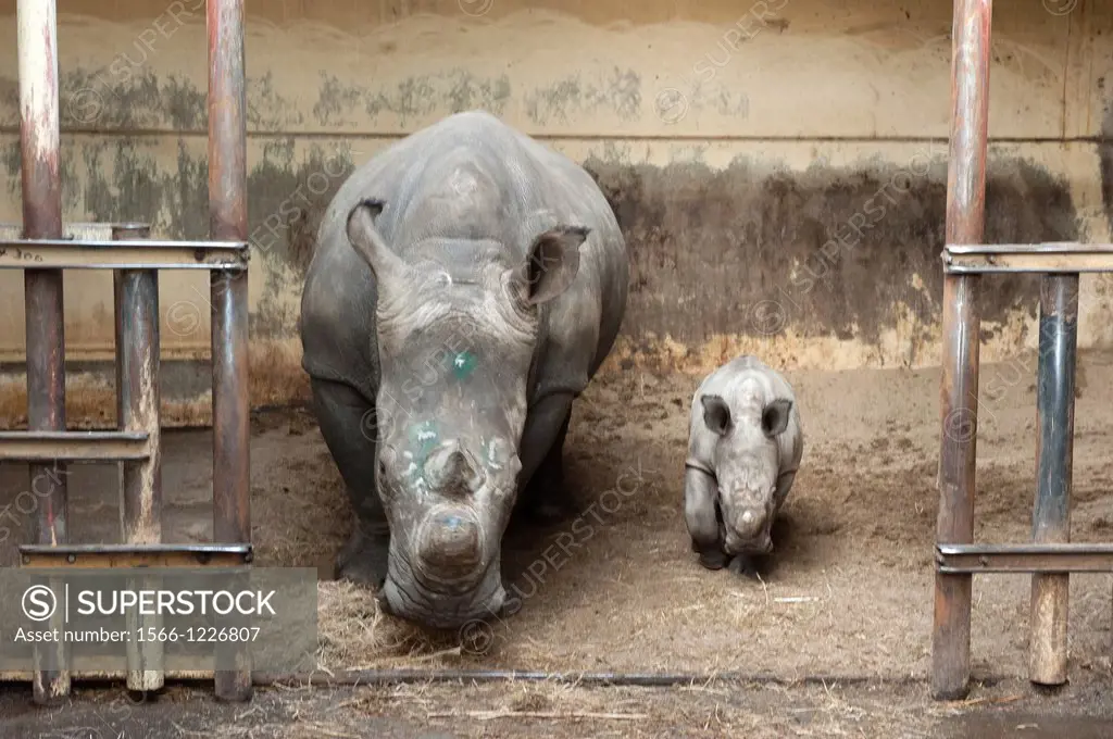 Hilvarenbeek, Netherlands. Rhino Rhinocerotidae mother with her male calf of four weeks in the stables of Safari-park / Zoo: ´Beekse Bergen´.