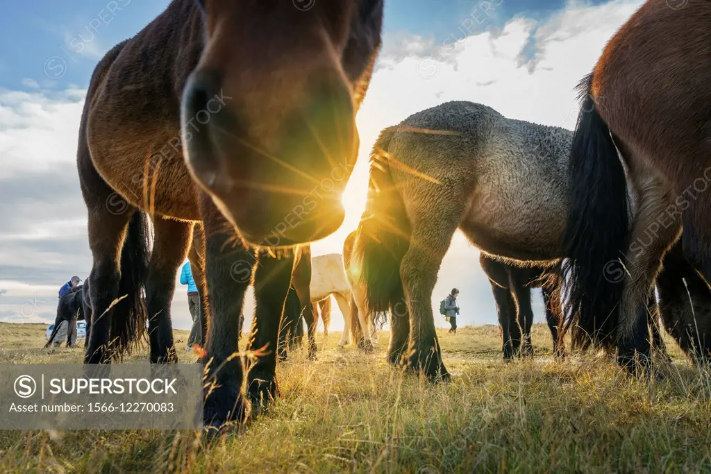 The Icelandic horse is a breed developed in Iceland that is long-lived and hardy. The Icelandic horse displays two gaits in addition to the typical wa...