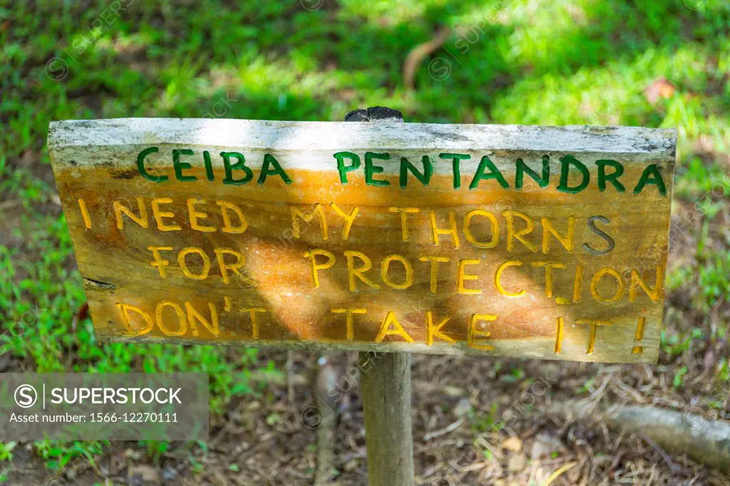 Ceiba pentandra, Finca Kobo, Chocolate tour, Puerto Jimenez, The Osa Peninsula, Puntarenas Province, Costa Rica, Central America, America.