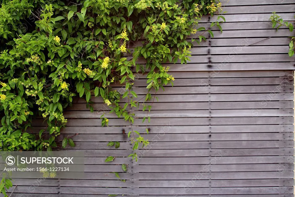 Green leaves with yellow flower hanging down beside a Wooden Fence