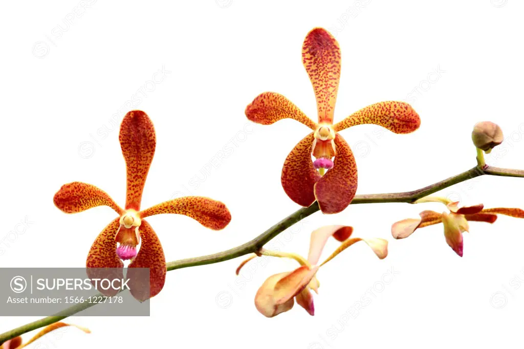 Orchid, Renantbera Storiei