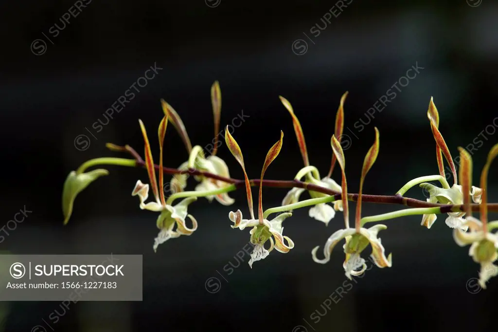 Orchid, Family of Dendrobium strebloceras
