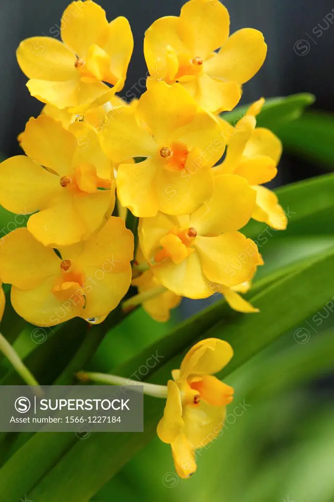 Orchid, Family of Dendrobium, Dendrobium Densiflorum