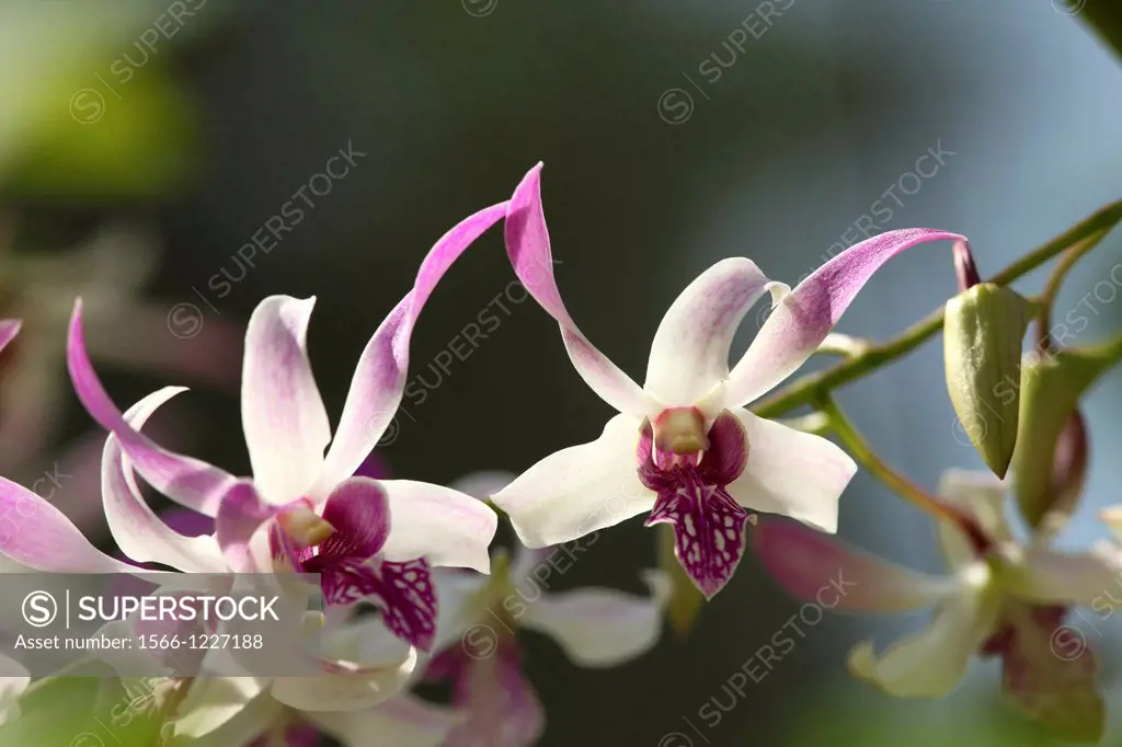 Orchid, Family of Dendrobium strebloceras