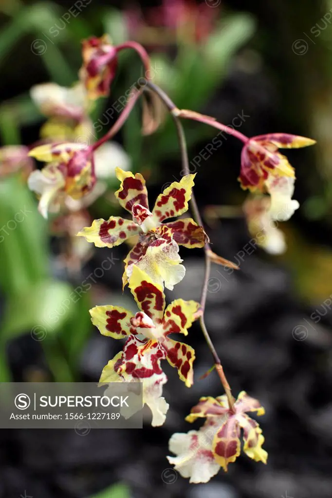 Orchid, Oncidium Jonesianum
