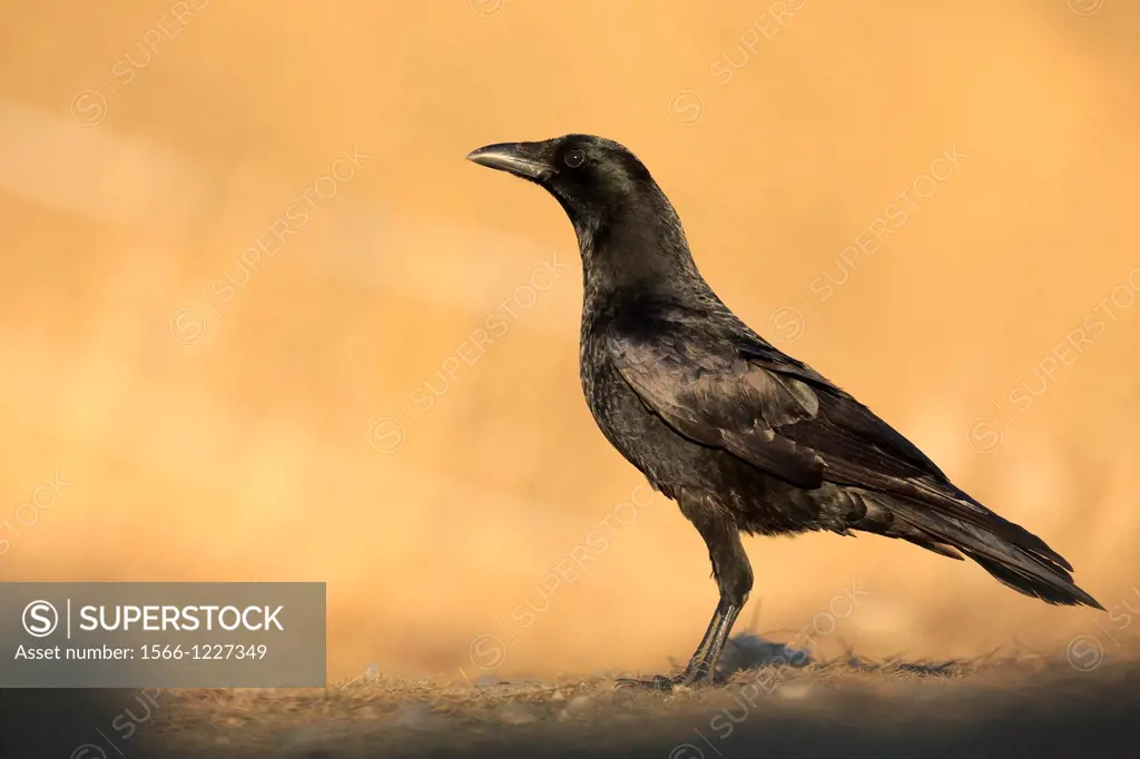 Carrion crow Corvus corone at sunset  Pyrenees  Lleida  catalonia  Spain