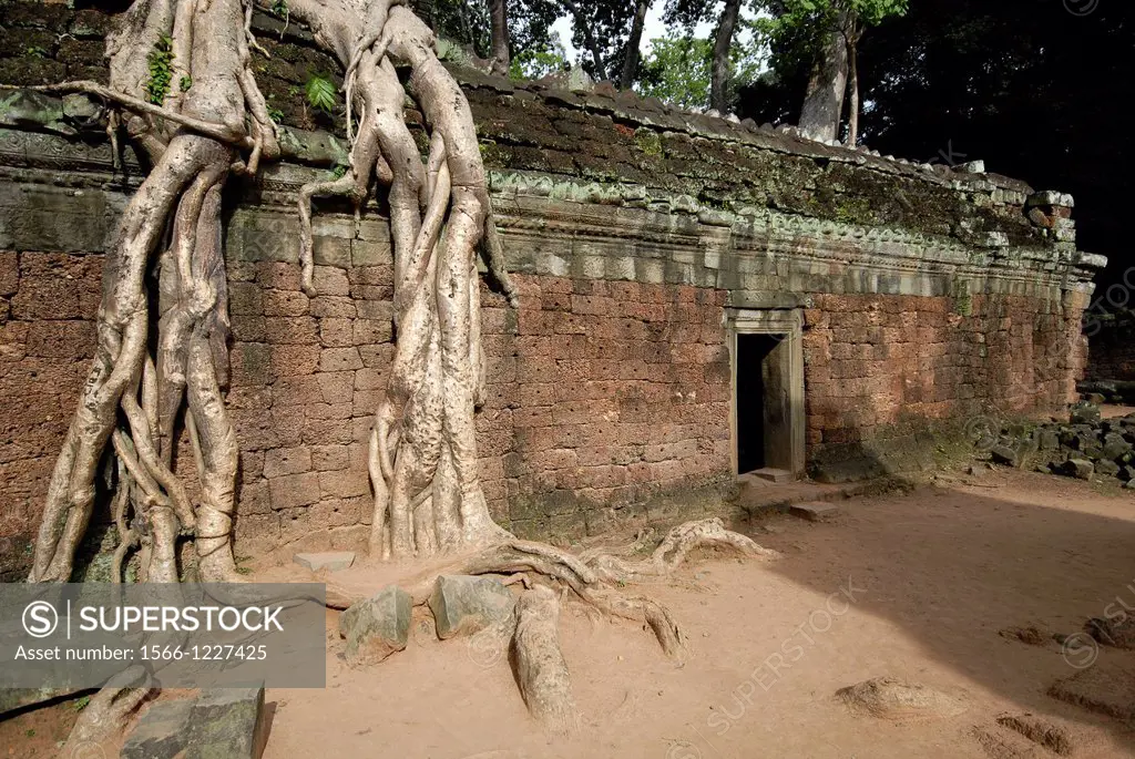 huge kapok-tree at ruins of Angkor Ta Prohm