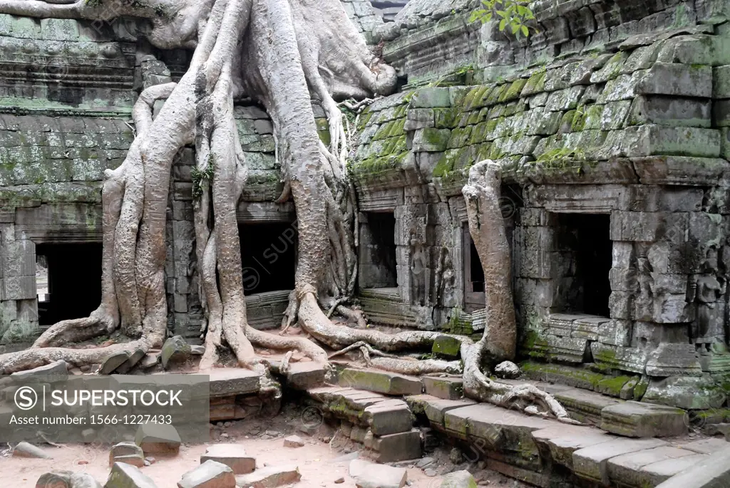 huge kapok-tree at ruins of Angkor Ta Prohm