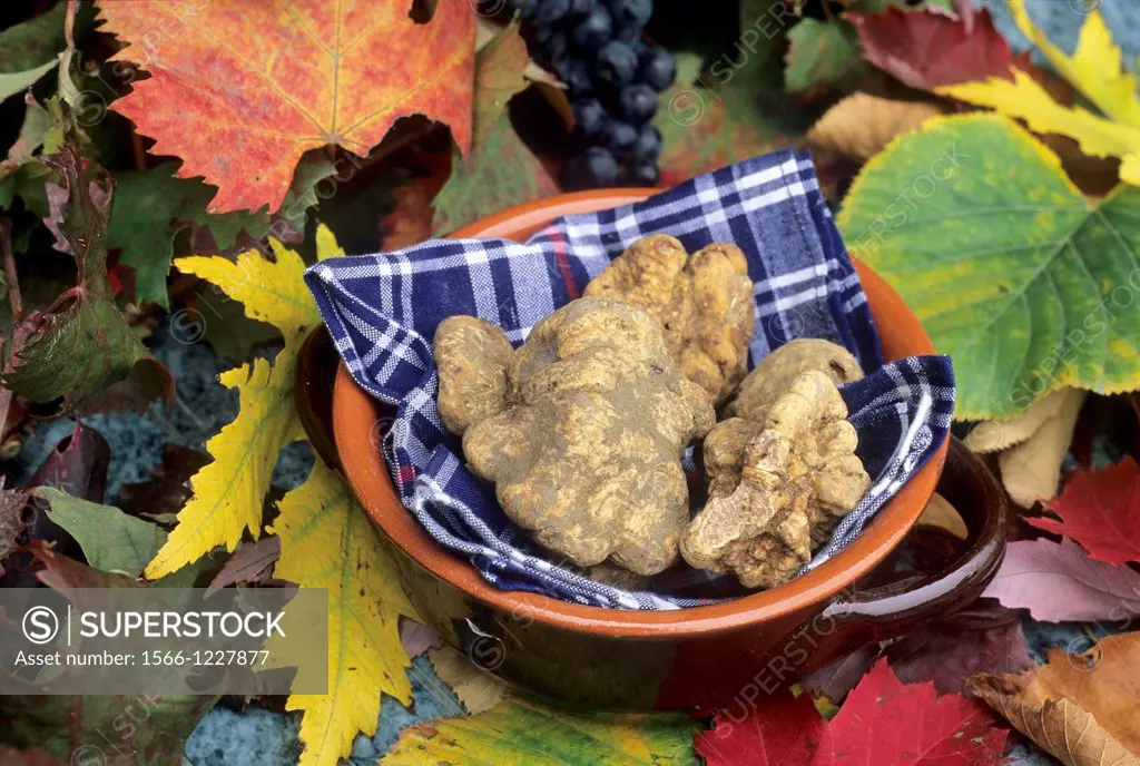 White truffles, La Casa del Trifulau, Costigliole d´Asti, province of Asti, Piedmont region, Italy, Europe