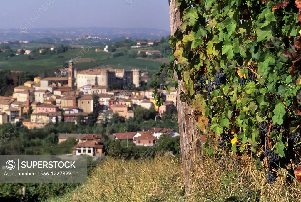 Costigliole d´Asti, province of Asti, Piedmont region, Italy, Europe