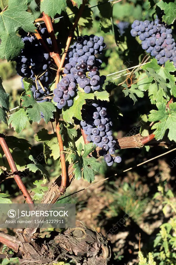 vine stock Nebbiolo grape, Barbaresco, province of Cuneo, Piedmont region, Italy, Europe