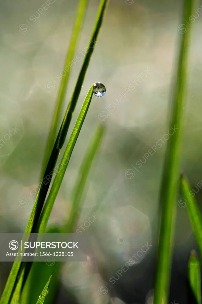 Dew drop clinging to a blade of grass.Vaesternorrland, Sweden, Scandinavia, Europe