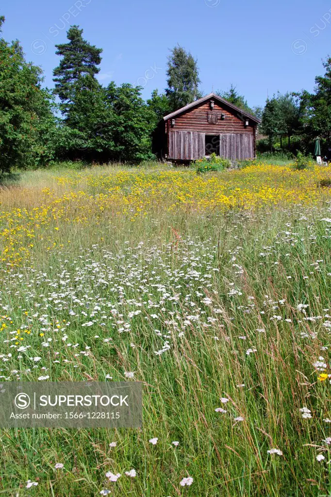 Old wooden barn in a flowering meadow in spring. Haernoesand, Vaesternorrland, Sweden, Scandinavia, Europe