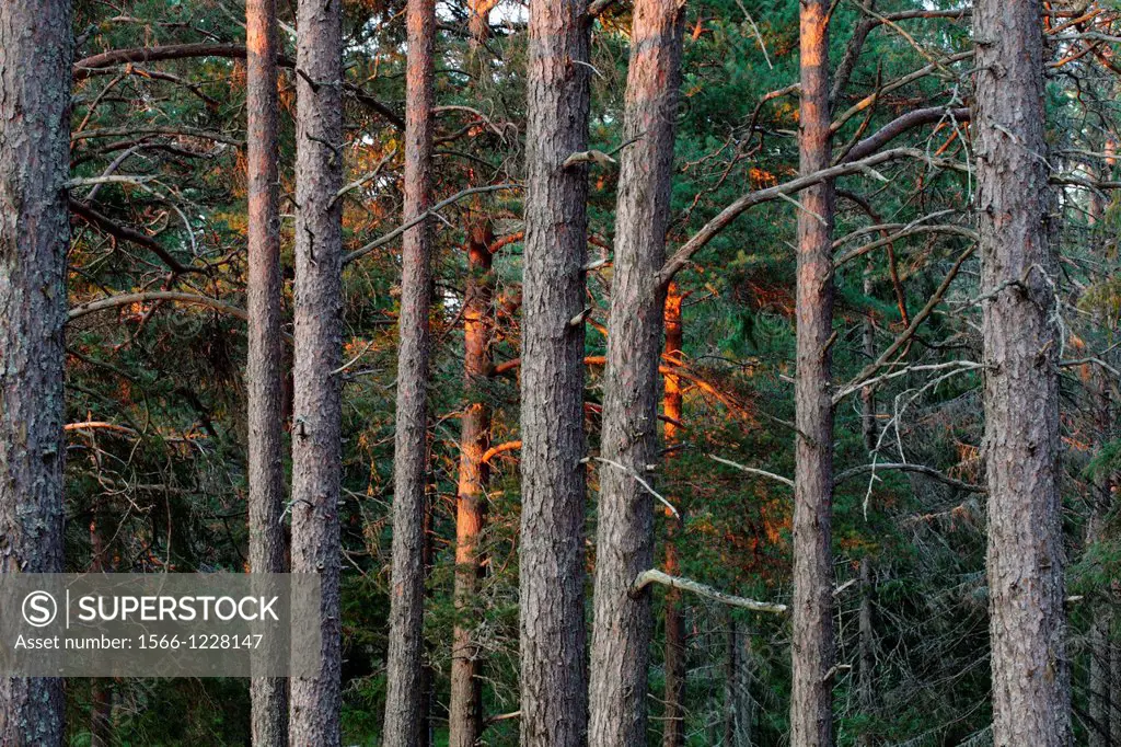 Pine forest Pinus sp lit by the red sun at sunset. Norrfaellsviken, Vaesternorrland, Sweden, Scandinavia, Europe