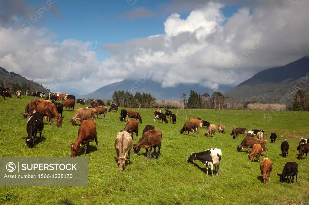 Dairy cows grazing, Lake Brunner, West Coast, New Zealand