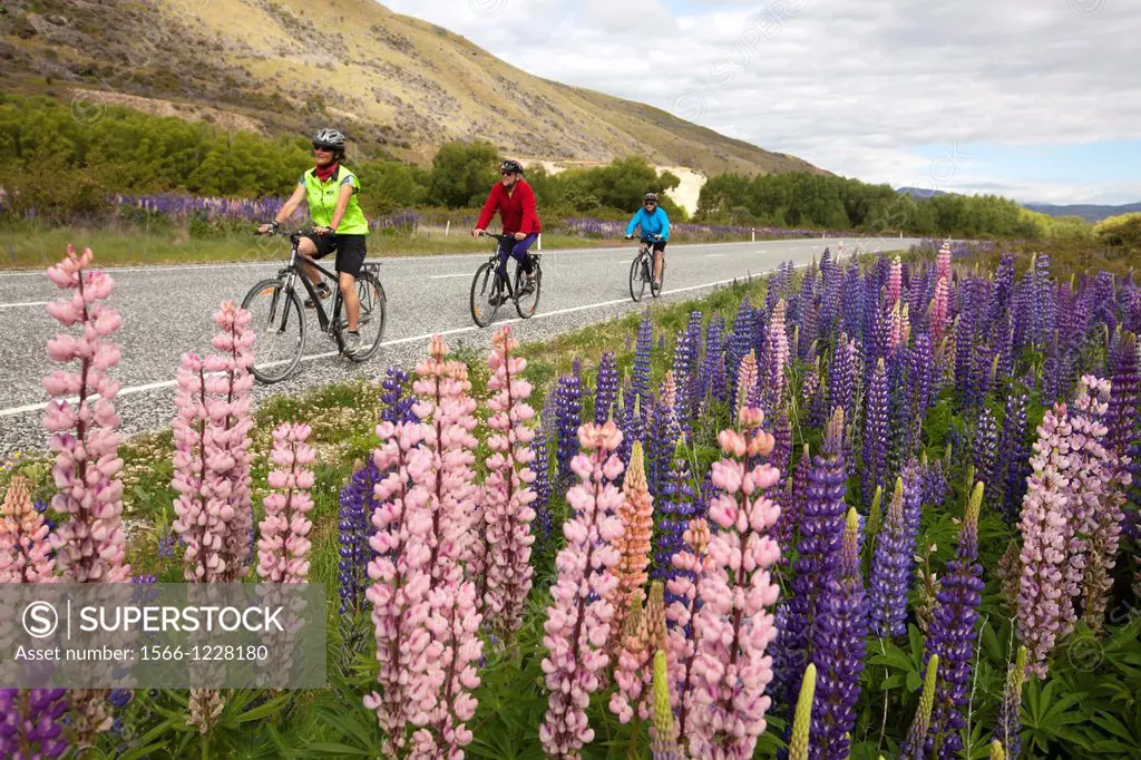 Cyclists tour along lupin lined highway near Lindis Pass, Mackenzie Country, New Zealand not for sale to cycle industry