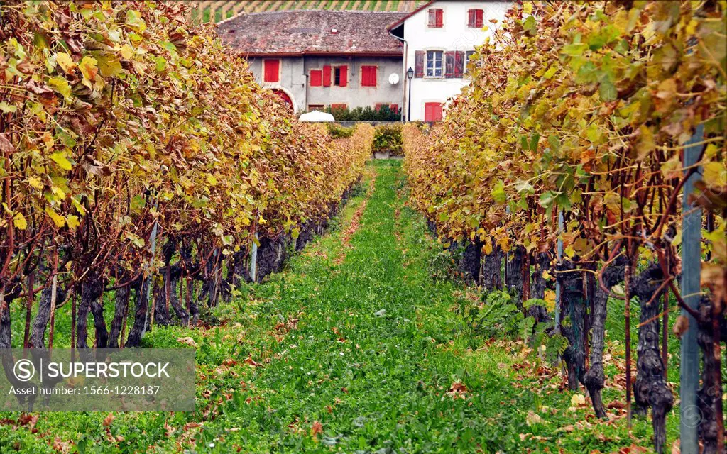 Europe, Switzerland, Canton Vaud, La Côte, living in heart of vineyards