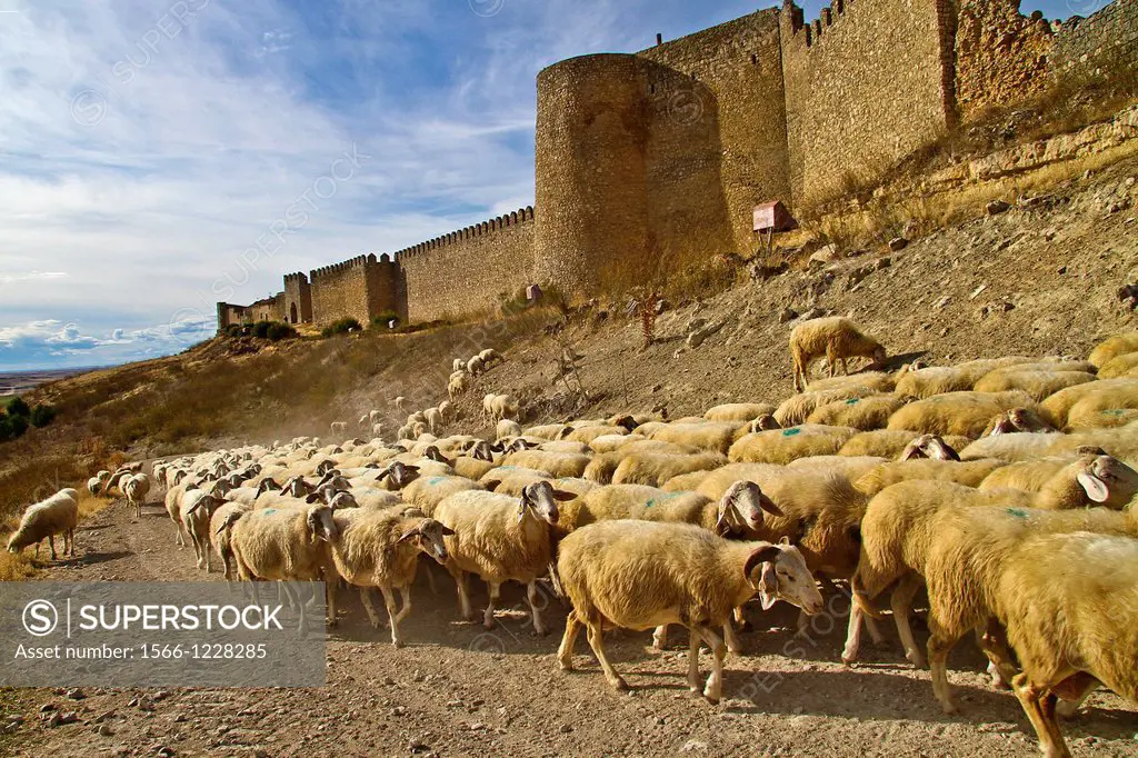 Flock sheep, near castle wall Urueña, Valladolid, Castile and León, Spain