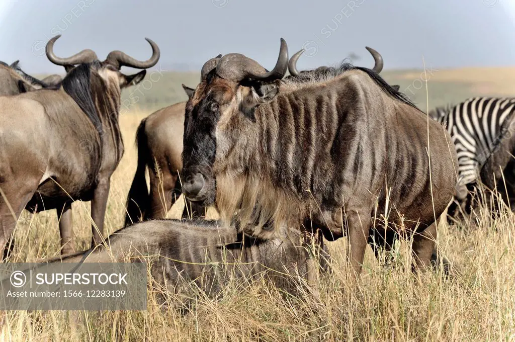 Wildebeests, Connochaetes taurinus, antelopes, Masai Mara, Kenya.